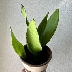 Moonshine Snake Plant