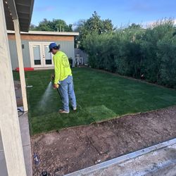 6 -8 Rolls Of Sod Fresh Overseeded 