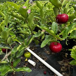 Barbados Cherry Plants 