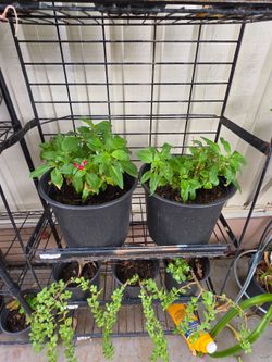 Egyptian starcluster plants