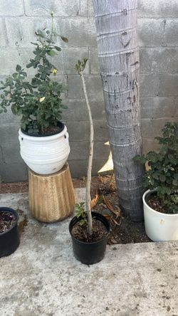 Siruelo de corona