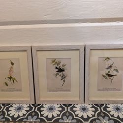 Vintage Framed Audubon Book Pages 