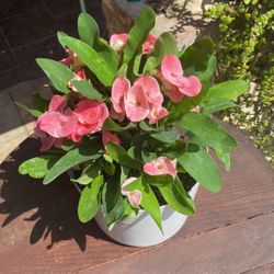 Corona De Cristo Flor Grande 