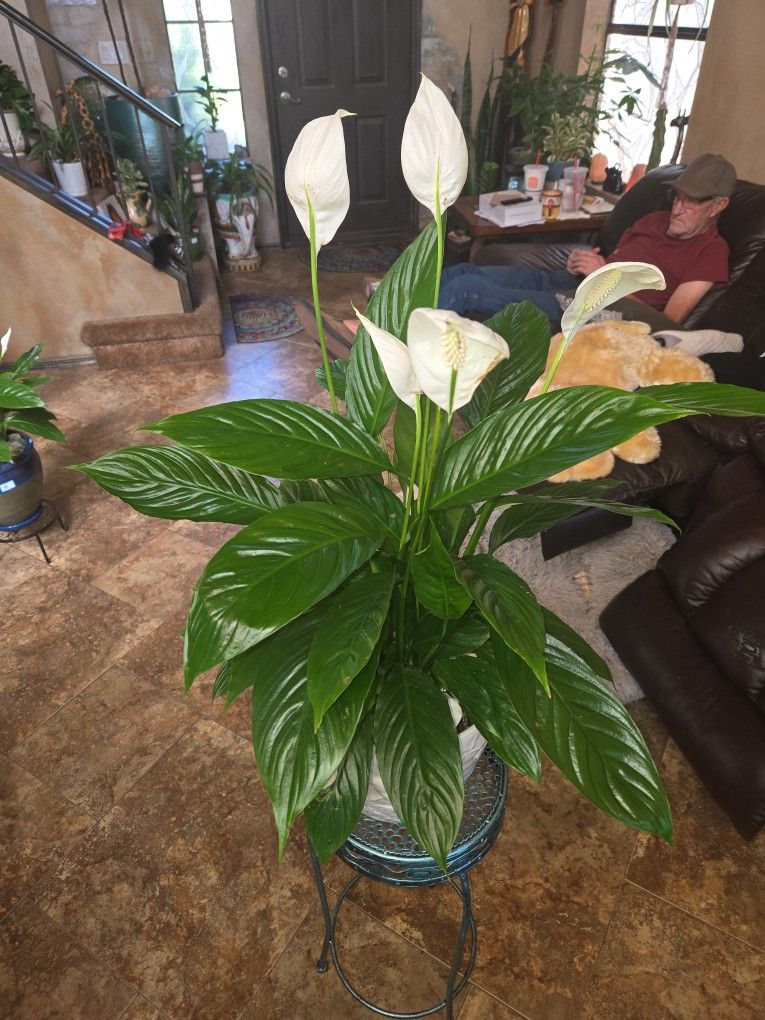 Gorgeous Peace Lilly In A Perfect 10in Ceramic Pot