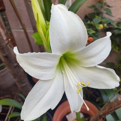 Amarillys O Azucenas Plants 