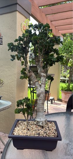 Bonsai Tree Black Aralia