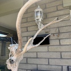 Mule Deer Antlers 