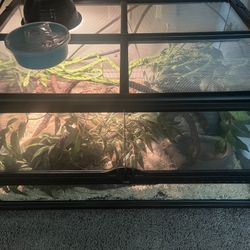 King Snake Terrarium