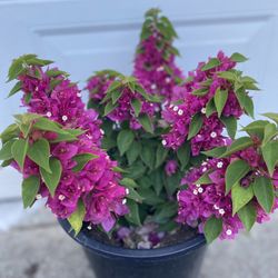 Bougainvillea, Camellina, Veranera Plant, In 5 Gallóns Pot Pick Up Only