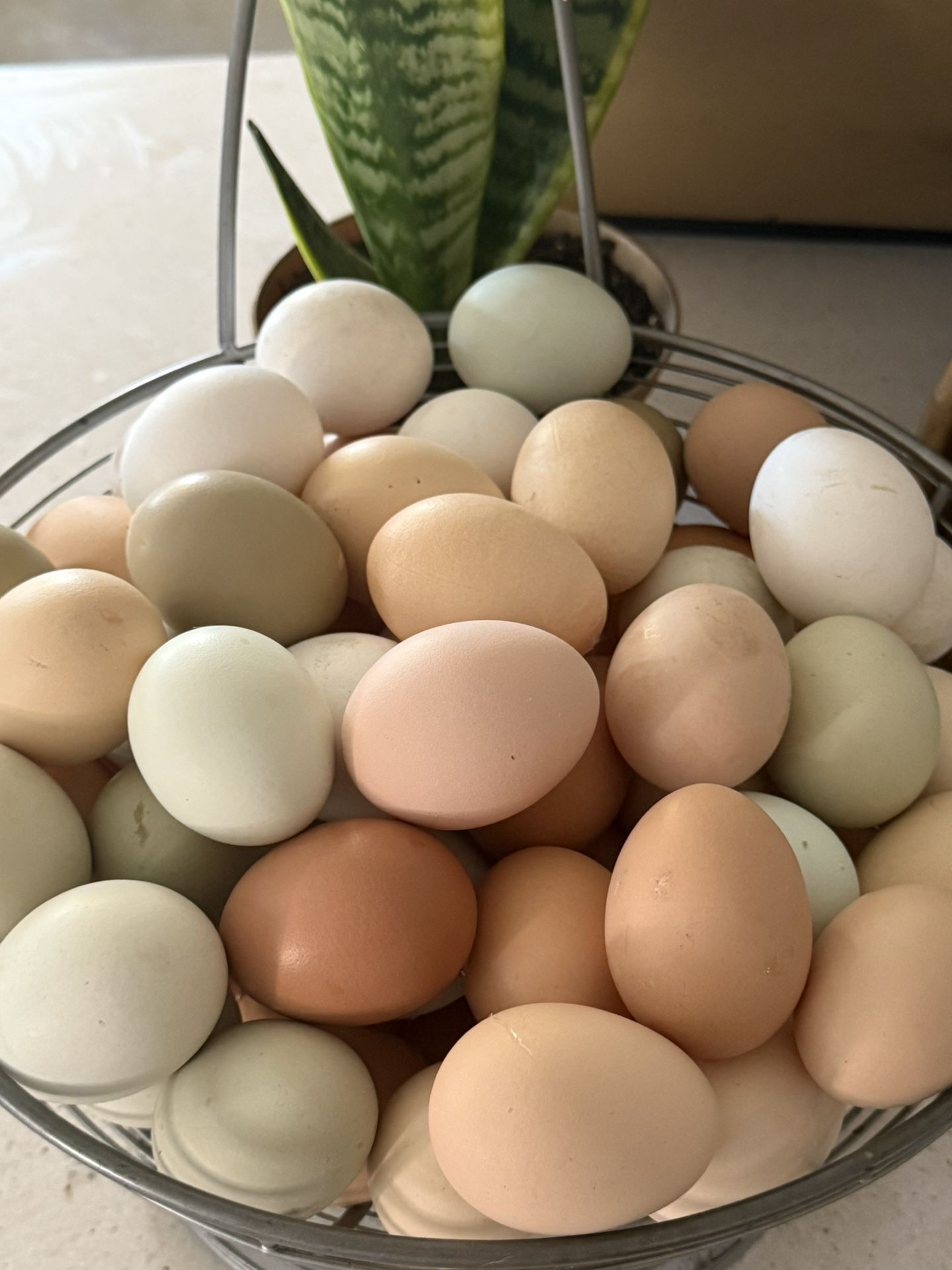 Farm Fresh Eggs