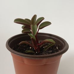 Succulent  for Sale! 🌵