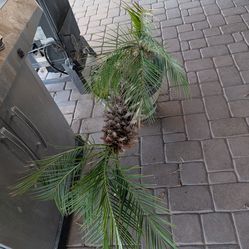 TWISTY PALM TREE 🌴