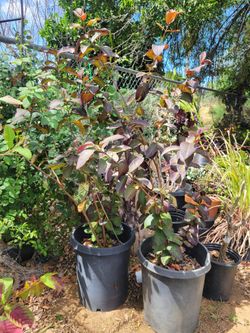 Red Malaysian Guava In A 15 Hallon Pot