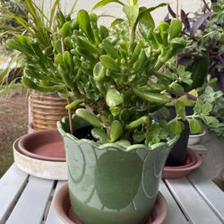 Healthy Succulent’s Plants 