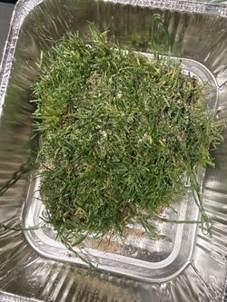 Official FIFA Semi Final Match Field Grass