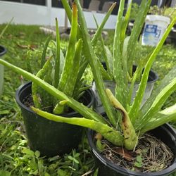 Aloe Vera Plant 3 Plants 