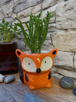 A rare variety of the *Crassula* Succulent ( Watch Chain, Lizard's Tail, Zipper Plant and Princess Pines) house plant in cute 3"H ceramic pot.