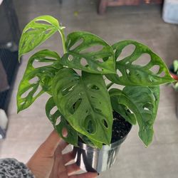 Monstera Adansonii 4”