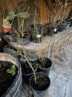 Chile  Plantas & Berro Chiltepe 