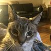 Big Whisker