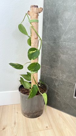 Pretty pothos plant