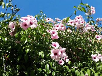Pandorea planta/ climbing / 3 gallons