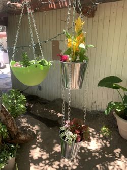 Hanging plants