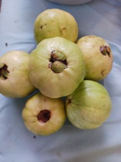 Guavas pink and write