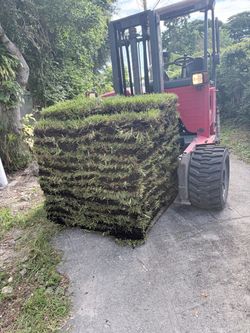 Palmetto sod