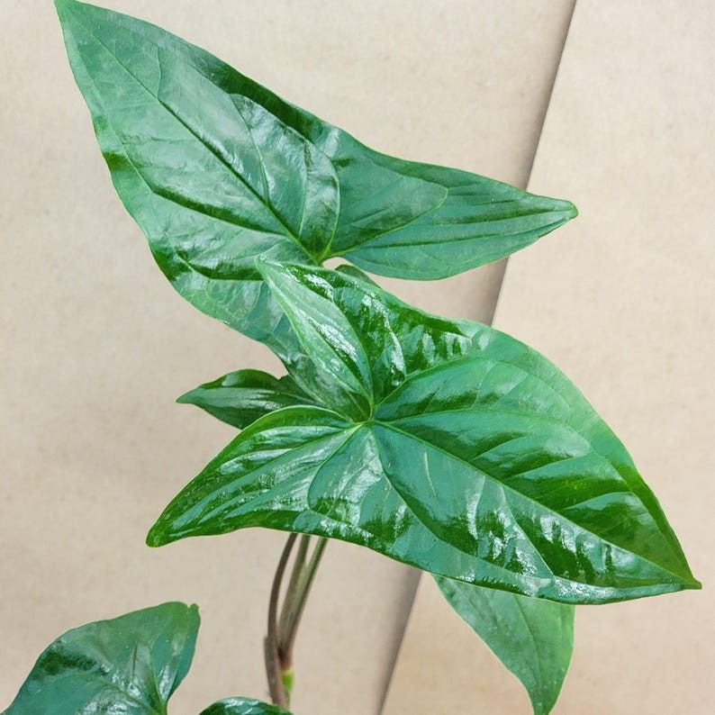  Rare Green On Green Syngonium Arrowhead Plant/ House Plant/ Indoor Plant Flower Patio Garden 