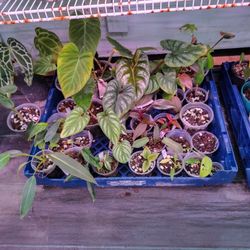 Tray Number 2 Has 25 Plants 