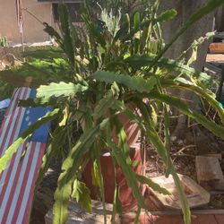 Extra Large Succulent