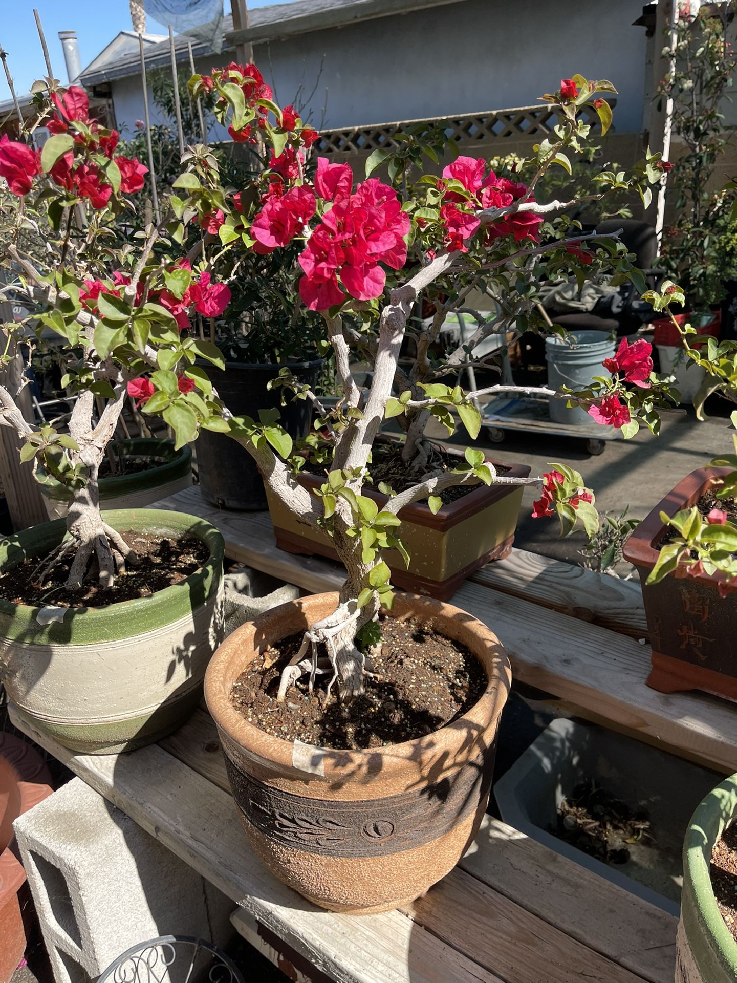 Bonsai Bougainvillea