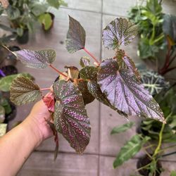 4” Begonia Pink Spots 