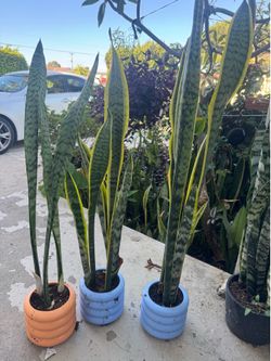 Snake Plant