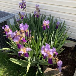 Iris Bulbs 