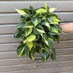 6” Brazil Philodendron