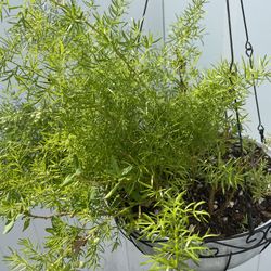 Different Kind  Of Plants Basquet