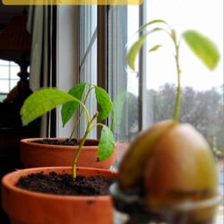Avacado Trees