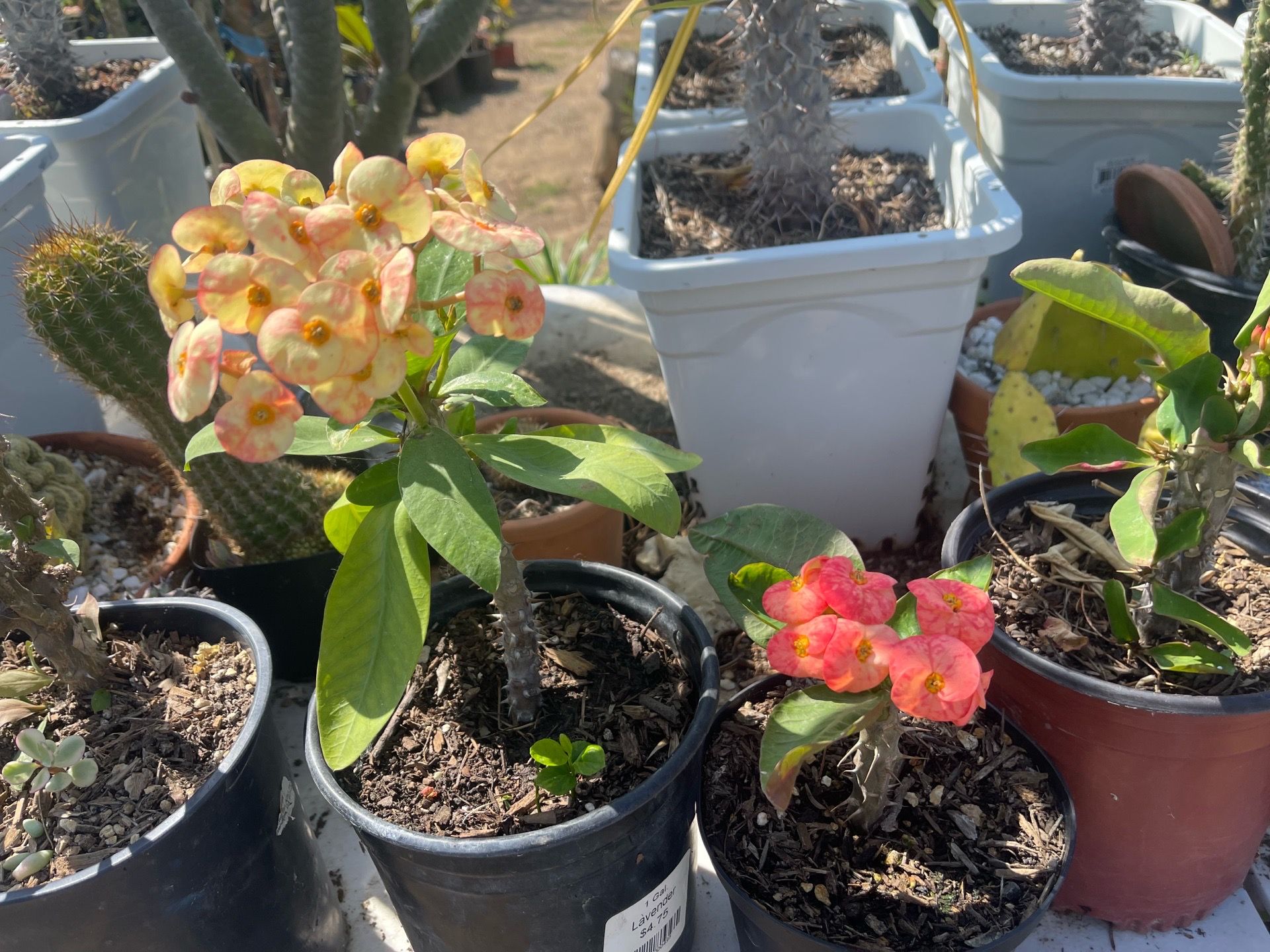 Coronas de Cristo flor jumbo en maceta de un galón su precio es $10 cada una