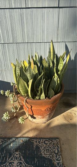 Large Snake Plant in Terracotta Pot