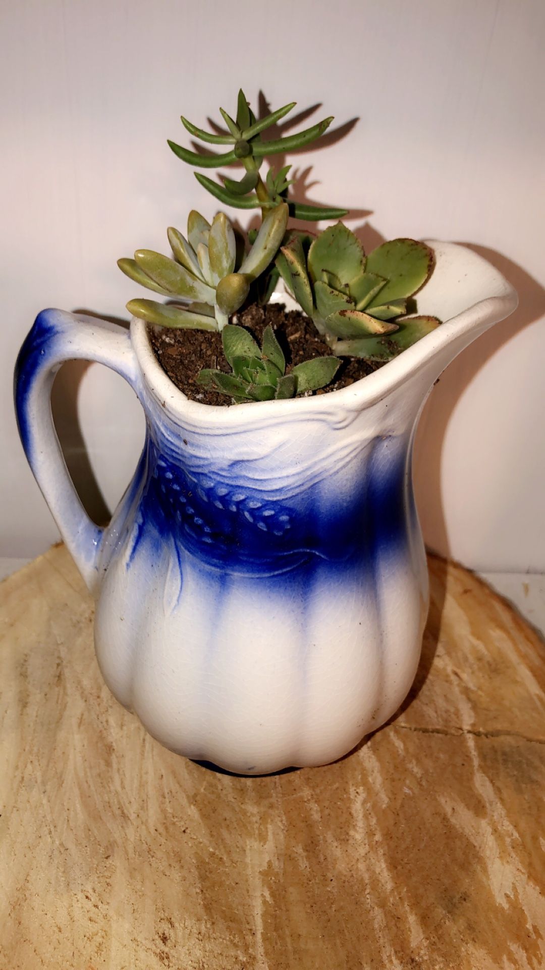 Succulents in pitcher