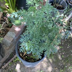 Planta De Ruda