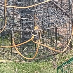 Crab Trap