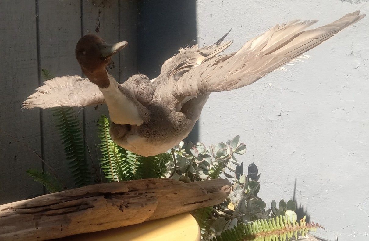 Taxidermist Duck