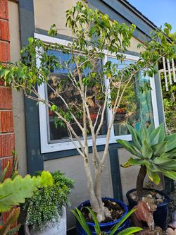 6.5ft Ficus Bonsai Tree in Premium Ceramic Planter – Statement Piece