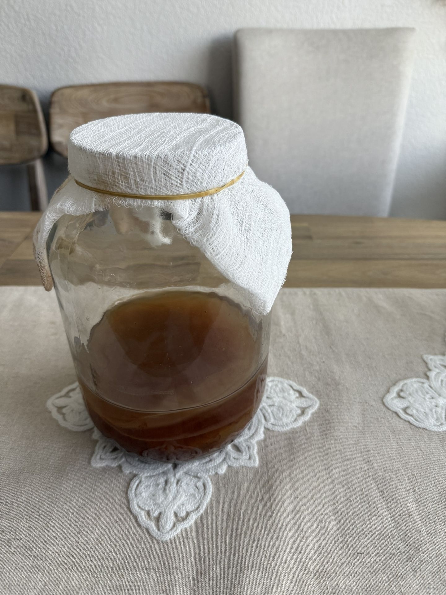 kombucha Starter 