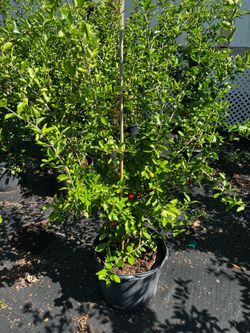 Barbados cherry tree with cherry (5-6 ft tall) 7galon pot