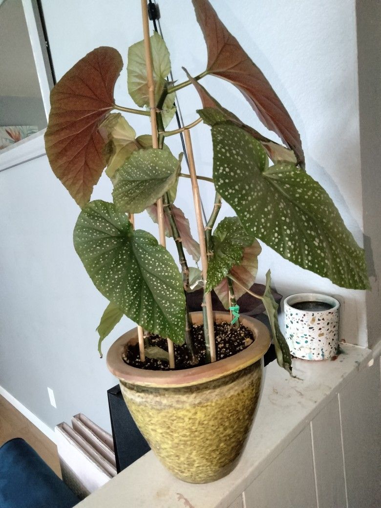 Angle Plant
