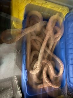 Tug boat rope